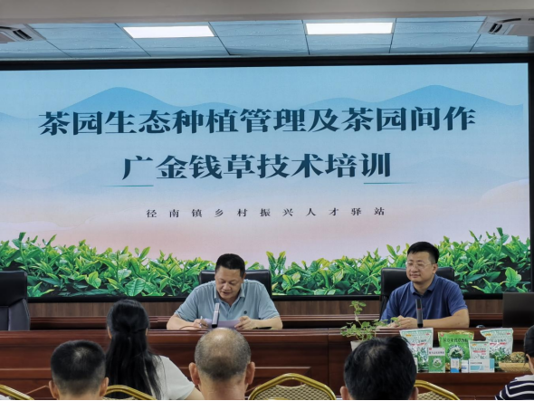 微配资 “草”护茶香！兴宁径南组织开展茶园间作广金钱草技术培训