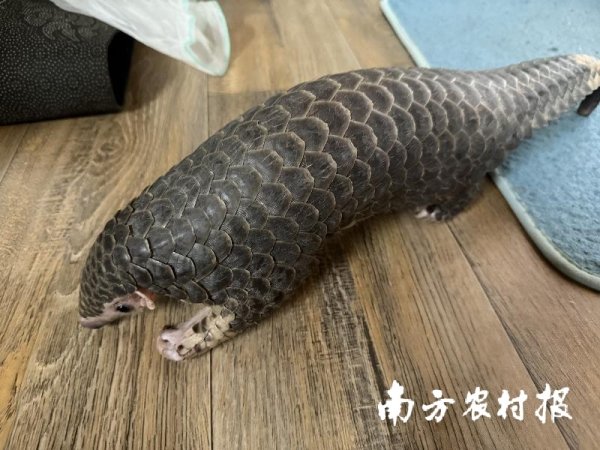 指南针股票 16地市记录到中华穿山甲踪迹，绿美广东生态建设显成效